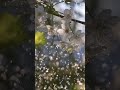 癒しの雨音 ASMR 🌧️ Relaxing Music & Rain Sounds - Beautiful Piano Music, Background Music 🌧️🌧️🌧️