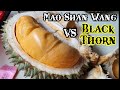 Most Expensive Durian: Black Thorn VS Mao Shan Wang VS Green BamBoo (Tekka Durian)