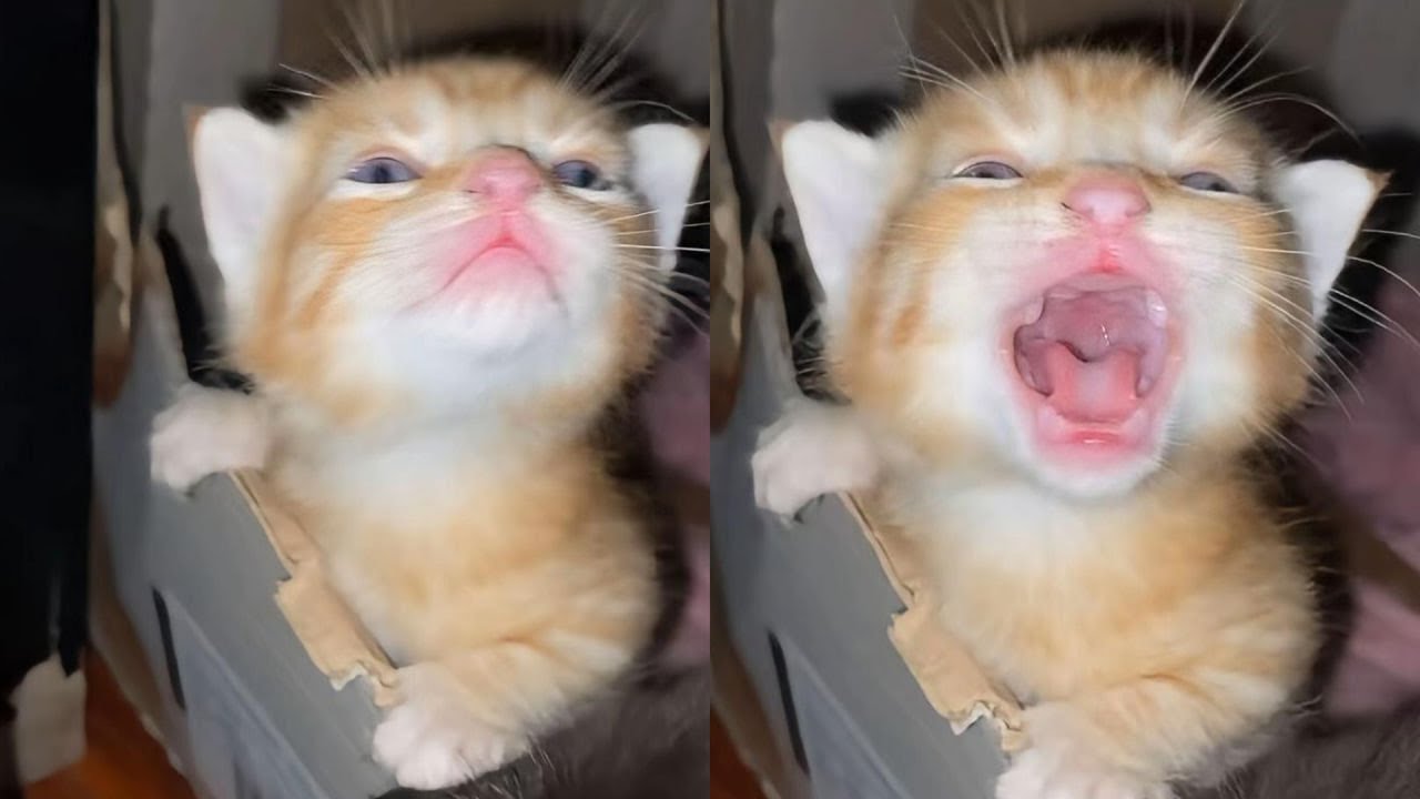 Laughing Out Loud With Hilarious Derpy Cat Moments – Synth Groove #15