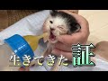 一番小さかった子猫のあまりにも短い生涯【kitten died】