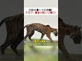 伝説の母トラの孫娘！ アロウ、最後の戦いに挑む！ #母トラ #孫トラ #野生動物 #伝説の戦い #草原の王者