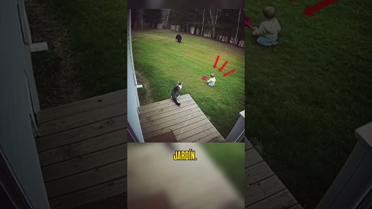 Gato valiente no deja que un enorme oso se acerque a un bebé 