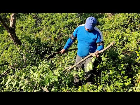 BONCUKLU YILANDA OLSA BU ÇAY TOPLANACAK...