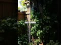 Alley to Action: How One Block Leans Green