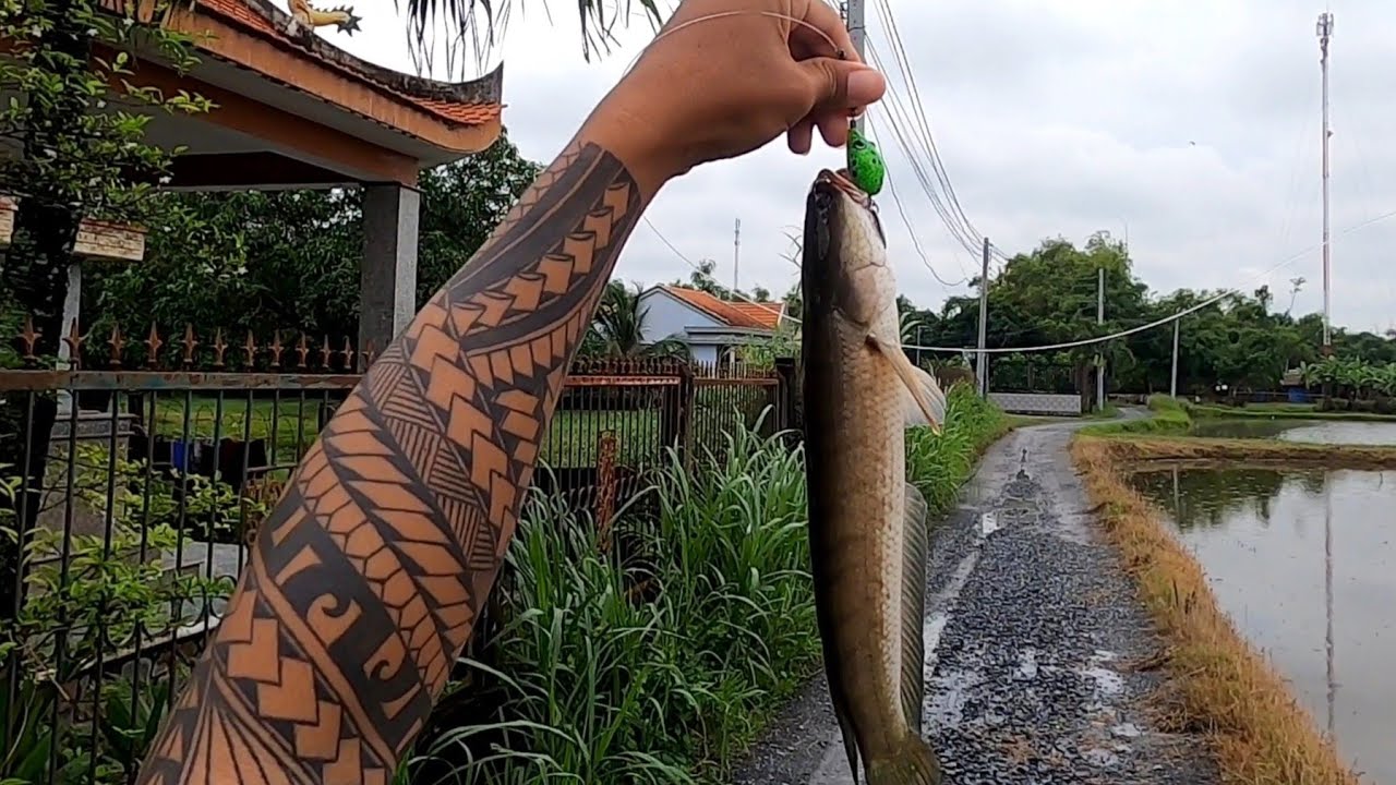 Câu cá lóc mùa lũ ( P49 ).Dầm mưa câu cá và cái kết. Thợ săn cá lóc.