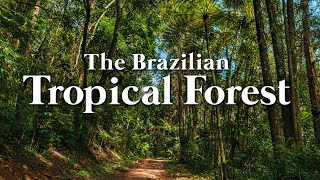 A walk through Brazil's lush tropical forests • Relaxing music • Real images & no loop • Nature