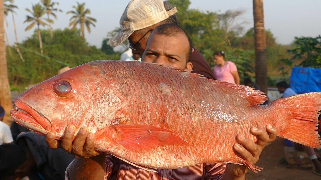 40kg’s Big Grilled Fish | Big Size  Full Fish Cooking | street food | STREET FOOD