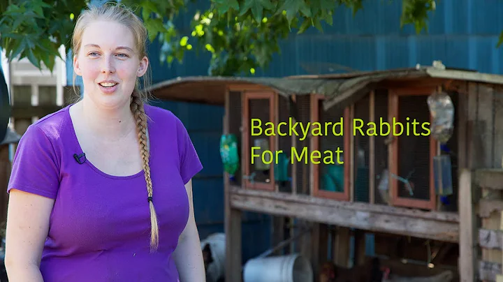 Backyard Rabbits for Meat