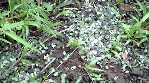 National Geographic Crazy Leaf Carrying Ants STAMPEDE!