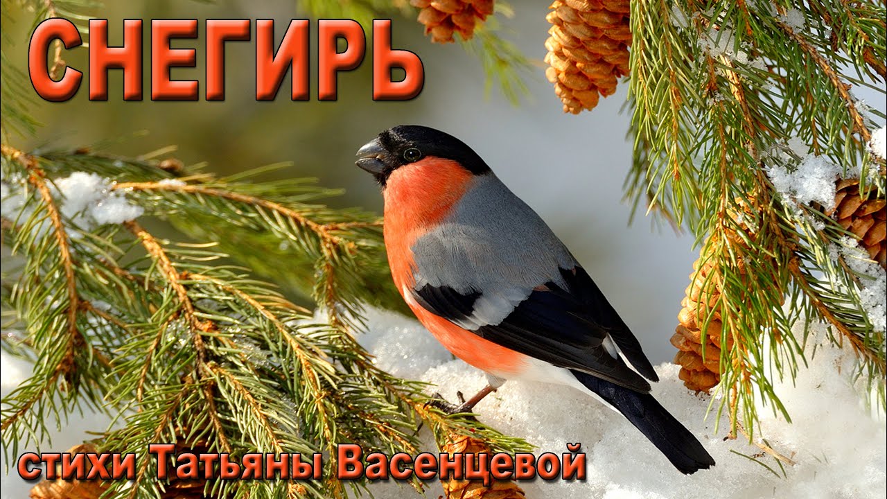 «Снегирь» - описание и особенности в природе.