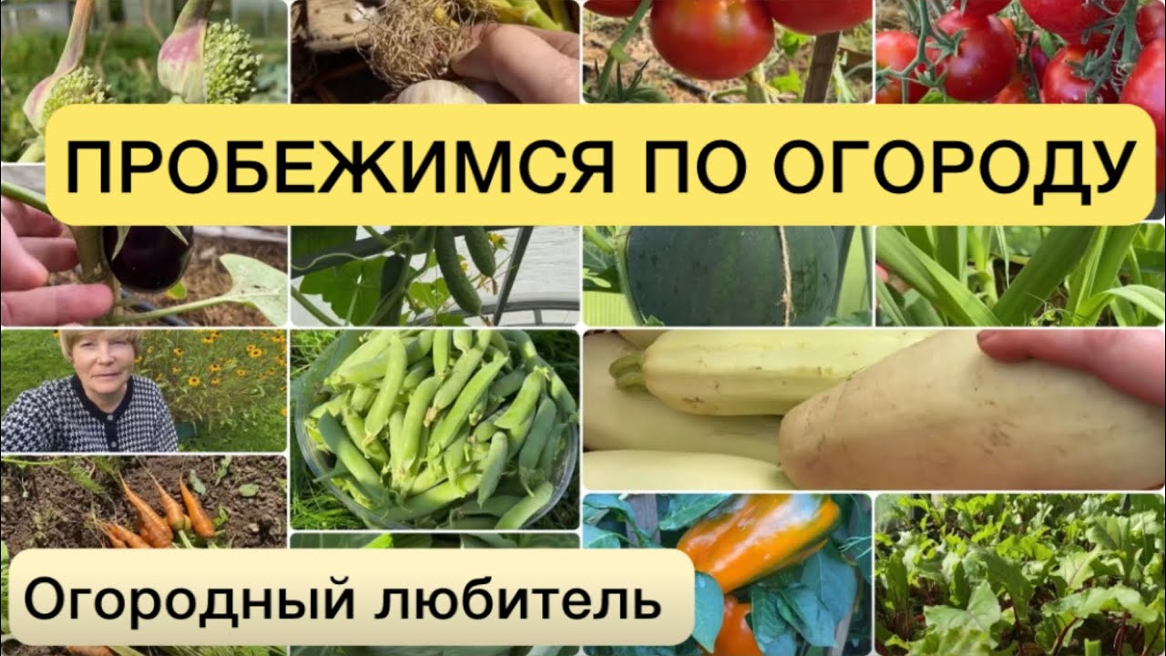 Кустовая фасоль