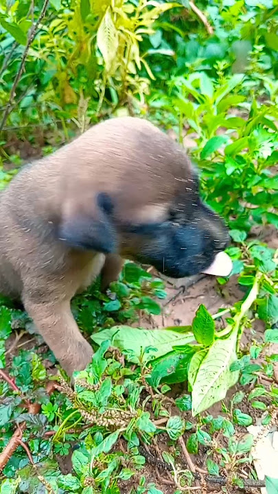 dog #viralvideo #animals #monkeysr #song #puppy #sokim