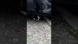Cat In Korea Tiroo Vlogs