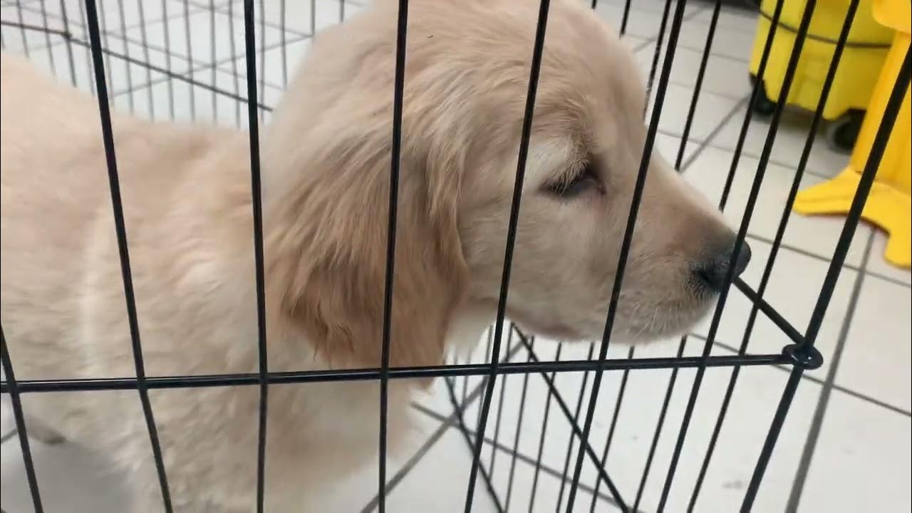Puppy at The Pet Zone in Crossgates Mall 5/16/2023 YouTube