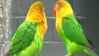 fly my brazilian love bird 8