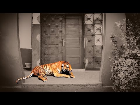 Pulo NDJ - Confinement