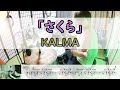 【さくら】 KALMA  ドラム  アングル