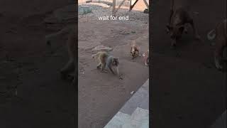 No compromise #monkey #funnymonkey #bandar #ytshorts #comedy # something creative