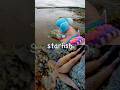 Learn Sea Animal Names for Kids at the Harbour: Starfish Eel Octopus Fish Eagle Ray