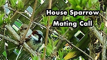 House Sparrow Mating Call - Bird Call Sounds - Sparrow Sounds