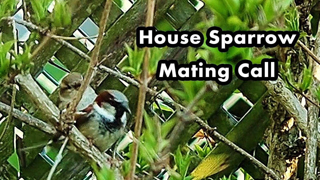 House Sparrow Mating Call Bird Call Sounds Sparrow Sounds YouTube