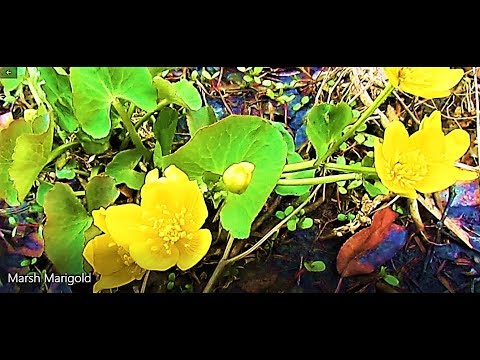 Vídeo: Marsh Marigold Care - Como e onde cultivar Marsh Marigolds