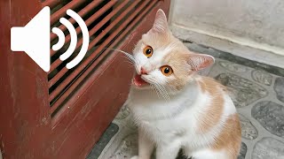 SUARA KUCING BETINA PANGGIL JANTAN by My Kitty Diary 8,162 views 1 year ago 8 minutes, 57 seconds