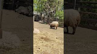 sheep walking about in the yard looking for hay to eat toronto canada may 2026