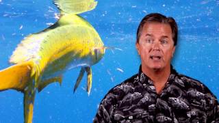 Fishing for Dolphin in the Florida Keys