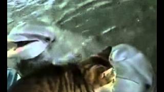 Видео с животными!!! Кот и дельфин!!!
