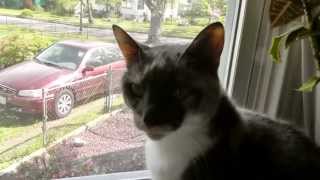 Kinseys Cats: Arwen (aka Birth Defect Cat)