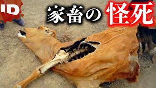 怪死した牛の秘密【怪事件ファイル】【見たら最後―後戻り不可】