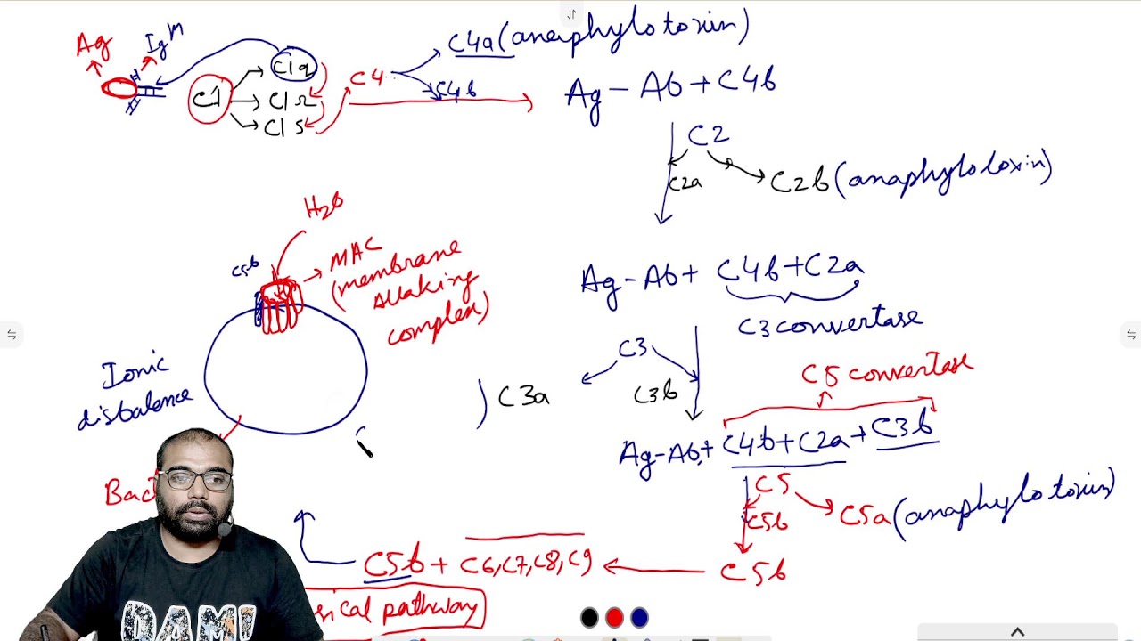 Complement protein- classical pathway