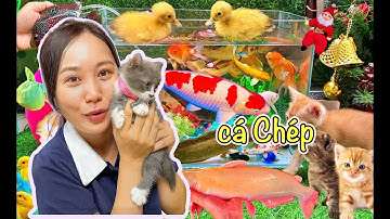 Bạn Cá Và Hanale Bắt Vịt Con Vịt Con, Tìm Mèo Con Dễ Thương, Các Con Vật Thông Minh, Cá Trê, Koi