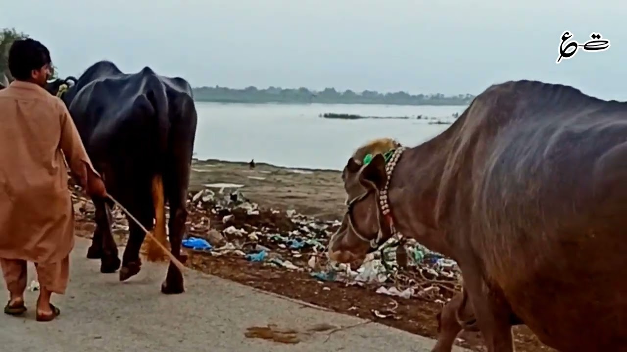 Mil gae hy sham di bang manjhian jaldi turu old saraiki song