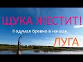 Река Луга на щуку, думал, что бревно!