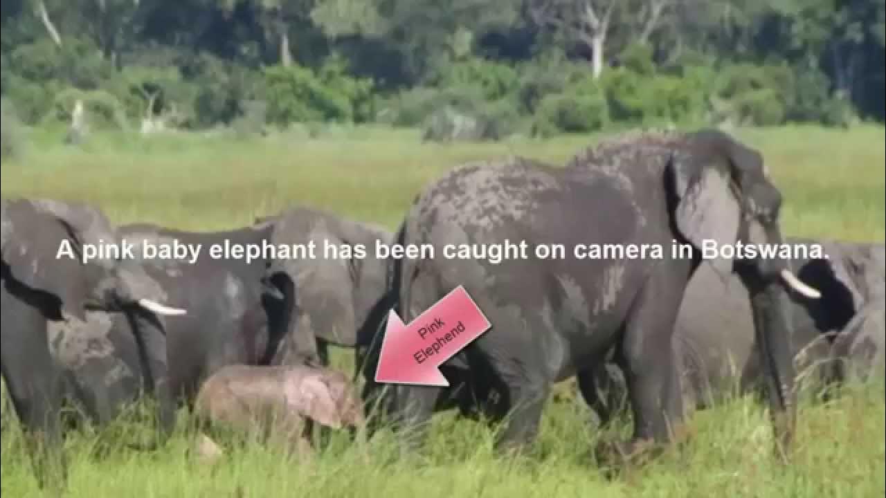 Bbc диких животных. африканский слон альбинос. Bbc диких животных. картинки красивые животные семья леопардов. Bbc диких животных.