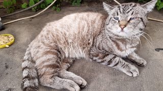 Бездомный кот приполз к людям за помощью | Что с ним стало через год?| История спасения кота Сапфира