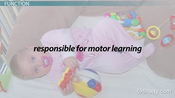 Cerebellum  Definition   Function   Video   Lesson Transcript   Study com