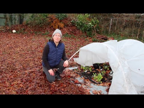 Video: Hollyhocks svernanti - Preparare Hollyhock per l'inverno