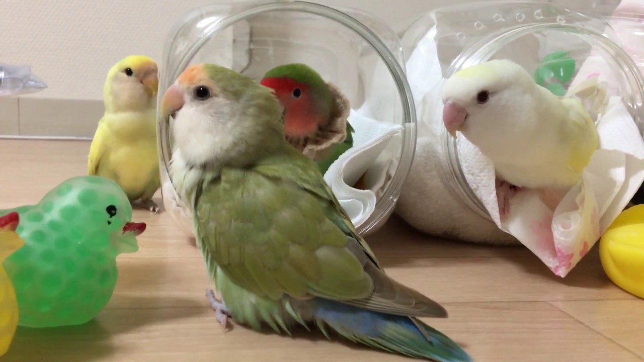 ゾンビゾンビ～　小桜インコ　我が家の天使たち5羽