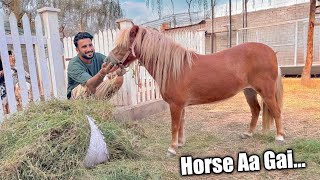 Download Lagu Hum Ne Miniature Horse Ly li😍 Mashallah Bht Piari Hai❤️ MP3 Download Lagu Hum Ne Miniature Horse Ly li😍 Mashallah Bht Piari Hai❤️ MP3