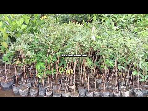 Jual Bibit Kelengkeng Pingpong Berkualitas