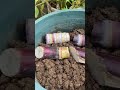 Secret to Growing Sugarcane in Pots!