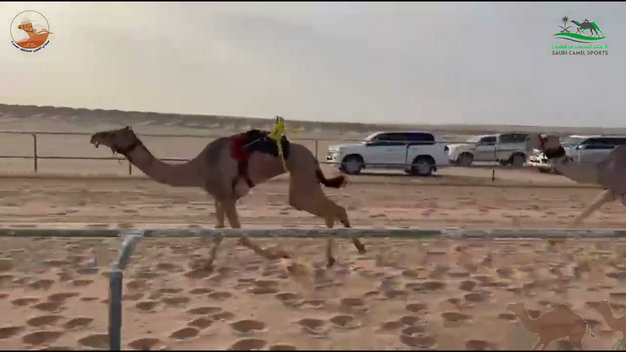 الشوط الاول بكار ثنايا /  الصداويه حمد سالم العديني