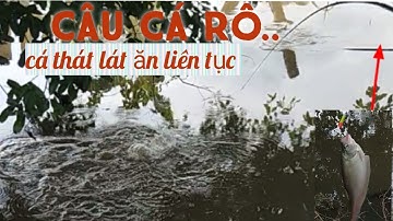 Câu cá rô.. cá thát lát ăn liên tục..