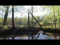 Forest and Creek in Spring VR180