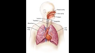 Human Lungs were created by GOD, and demonstrate Irreducible Complexity. With Dr Richard Kent