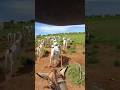 🤠🐂🐎 Nelore corredor, quase enrola mais bois na corda 😁🤠. #fazenda #nelore #cavalo #agro