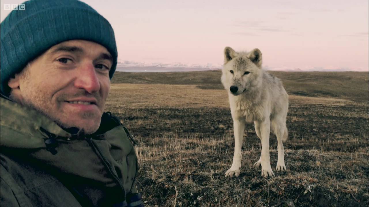 ⁣Living Among Wolves | Snow Wolf Family And Me | BBC